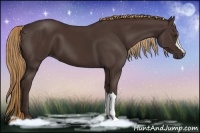 Horse Color:Liver Chestnut 