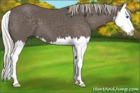 Horse Color:Silver Black Splash
