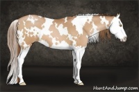 Horse Color:White Spotted Bay Pearl Splash 