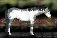 Horse Color:Black Ice Frame 