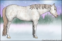 Horse Color:Liver Red Dun Ice Appaloosa Rabicano