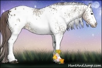 Horse Color:White Spotted Brown Dun Appaloosa Rabicano 