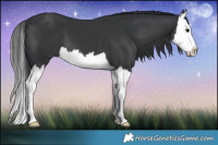 Horse Color:Black Sabino Splash
