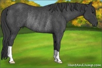 Horse Color:Smoky Black Rabicano 