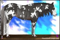 Horse Color:White Spotted Liver Chestnut Sabino Rabicano