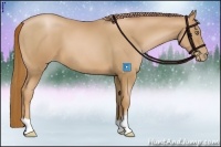 Horse Color:Chestnut Pearl