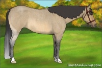 Horse Color:Buckskin Roan Dun Rabicano Brindle