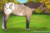 Horse Color:Brown Roan Dun Appaloosa Rabicano
