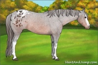 Horse Color:White Spotted Brown Appaloosa 