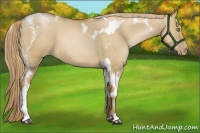 Horse Color:Red Dun Pearl Sabino Tobiano and Red Dun Pearl Tobiano