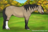 Horse Color:Brown Dun 