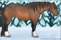 Horse Color:Buckskin Appaloosa