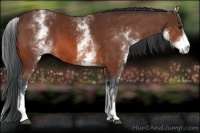 Horse Color:White Spotted Bay 
