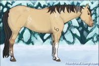 Horse Color:White Spotted Bay Dun