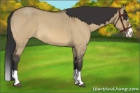 Horse Color:Bay Roan Dun Splash Rabicano