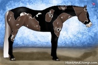 Horse Color:White Spotted Liver Chestnut Splash Tobiano