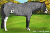 Horse Color:Blue Roan Sabino 