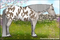 Horse Color:Liver Red Dun Appaloosa