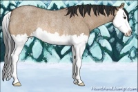 Horse Color:Bay Roan Dun Splash Rabicano 