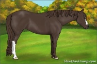 Horse Color:Liver Chestnut 
