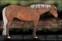 Horse Color:Silver Bay Appaloosa 