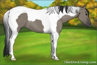 Horse Color:Grullo Tobiano 