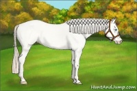 Horse Color:Perlino Dun