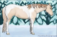 Horse Color:Buckskin Pearl Tobiano Appaloosa 