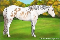 Horse Color:Amber Champagne Sabino Tobiano Appaloosa 