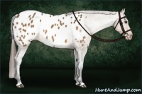 Horse Color:Bay Dun Appaloosa Brindle