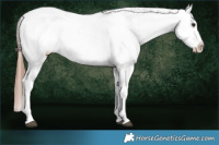 Horse Color:Bay Dun Appaloosa Brindle 