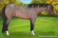 Horse Color:Bay Roan
