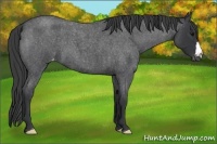 Horse Color:Blue Roan Varnish