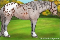 Horse Color:Bay Appaloosa 