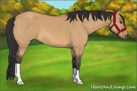 Horse Color:Bay Dun