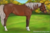 Horse Color:Silver Bay 