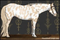Horse Color:Gold Champagne Pearl Appaloosa Rabicano 
