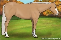 Horse Color:Silver Buckskin Sabino 