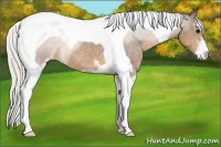 Horse Color:Silver Buckskin Sabino Tobiano Appaloosa 