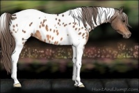 Horse Color:Buckskin Tobiano Blanket