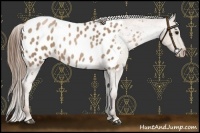 Horse Color:Black Pearl Appaloosa 