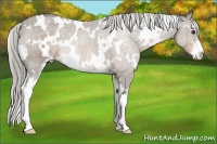 Horse Color:White Spotted Chocolate Palomino Sabino 
