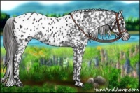 Horse Color:Black Appaloosa 
