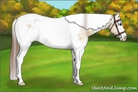 Horse Color:White Spotted Bay Dun Tobiano Appaloosa 