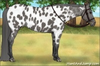 Horse Color:Grullo Near Leopard Brindle