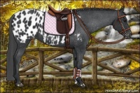 Horse Color:Black Appaloosa 