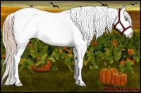 Horse Color:Gold Champagne Roan Dun Splash Tobiano Frame Appaloosa Rabicano 