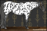 Horse Color:Black Near Leopard 