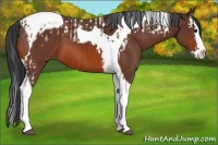 Horse Color:Bay Splash Tobiano Appaloosa  and Bay Splash Tobiano 