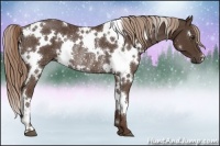 Horse Color:White Spotted Liver Chestnut Rabicano 